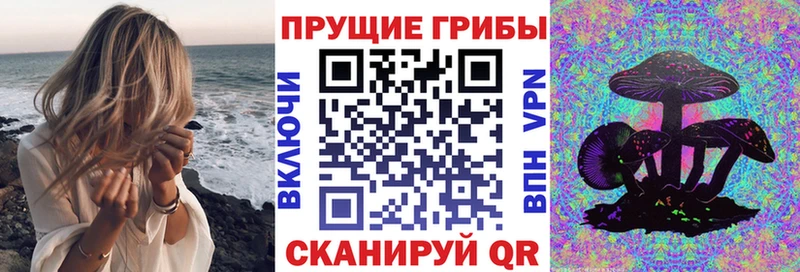 Купить где  Саранск  Псилоцибиновые грибы Cubensis 